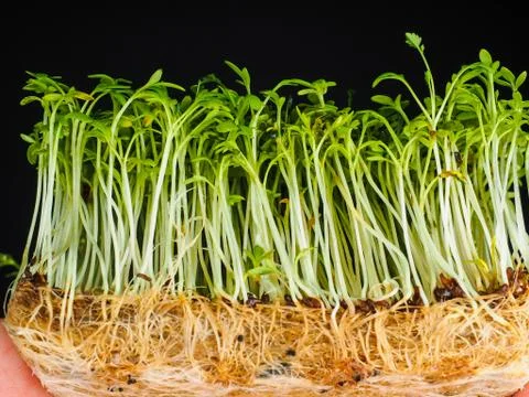 Cress from low angle view isolated towards black Stock Photos