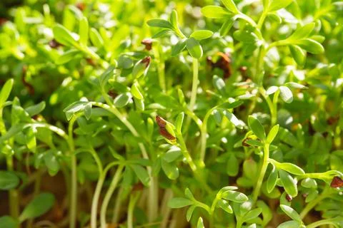 Cress micro herbs. Sprouting Microgreens. Seed Germination at home. Vegan and 写真素材