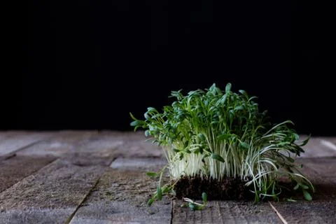 Cress on old kitchen table, black background Stock Photos
