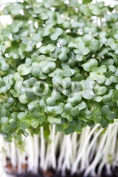 Cress Stock Photos
