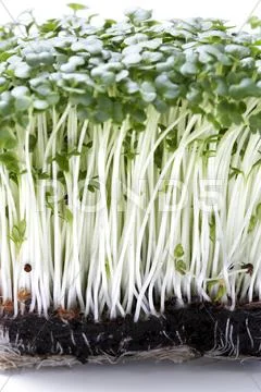 Cress Stock Photos