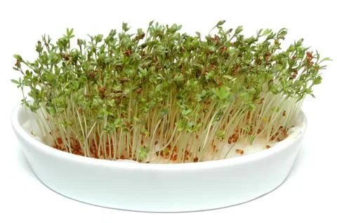 Cress Stock Photos