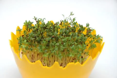 Cress Stock Photos