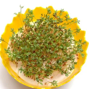 Cress Stock Photos
