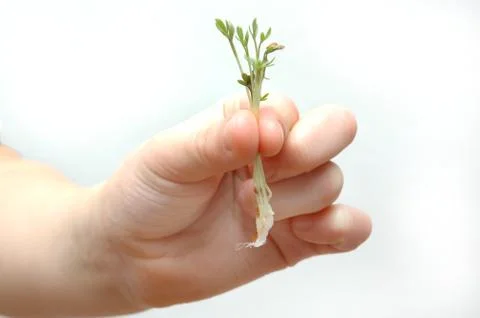Cress Stock Photos