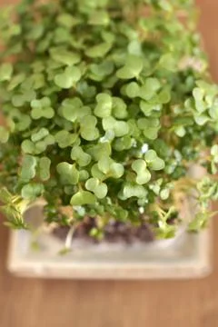 Cress Stock Photos