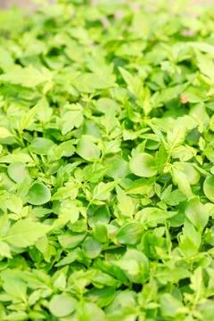 Cress Stock Photos
