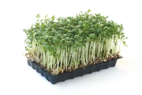 Cress Stock Photos