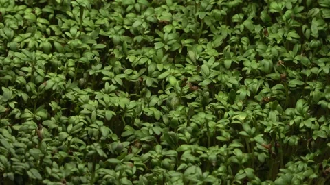 Cress seed germination Stock Footage 157694467
