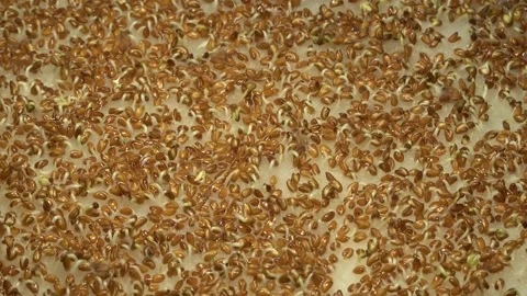 Cress seed germination time lapse. Stock Footage 157694154