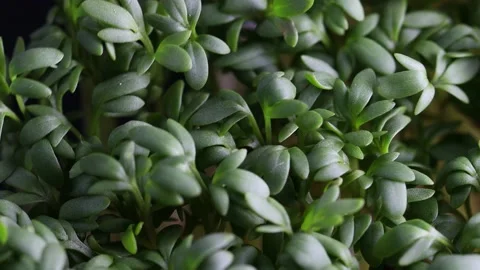 Cress seedlings like a small forest 4k 30fps video Video stock 234225950