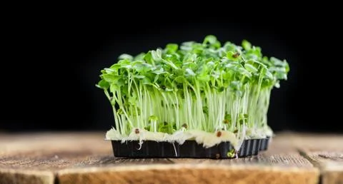 Cress (selective focus) Stock Photos