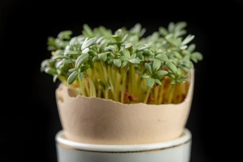 Cress in a shell from an egg. Fresh sprouts for a festive Easter table. 库存照片