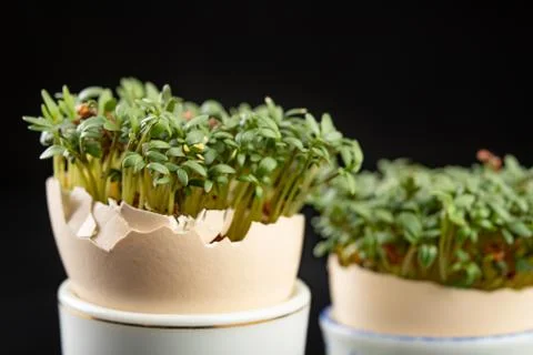 Cress in a shell from an egg. Fresh sprouts for a festive Easter table. 스톡 사진