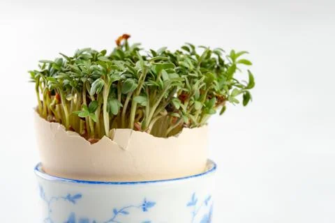 Cress in a shell from an egg. Fresh sprouts for a festive Easter table. 스톡 사진