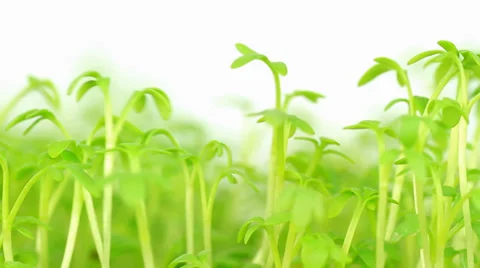Cress Shiver in Loop Stock Footage 29399353
