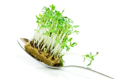 Cress on a spoon Stock Photos