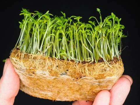 Cress sprouts with root system held between fingers isolated on black Stock-Fotos