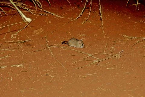 Crest-tailed mulgara Stock Photos