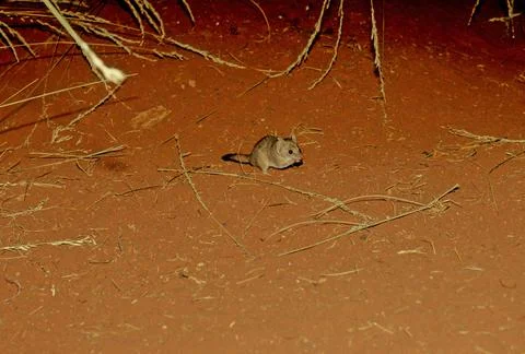 Crest-tailed mulgara Stock Photos