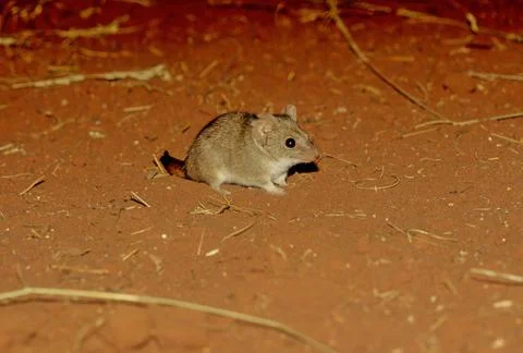 Crest-tailed mulgara Stock Photos
