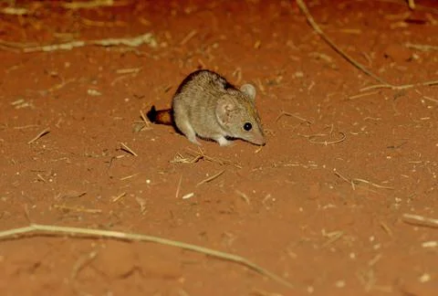 Crest-tailed mulgara Stock Photos