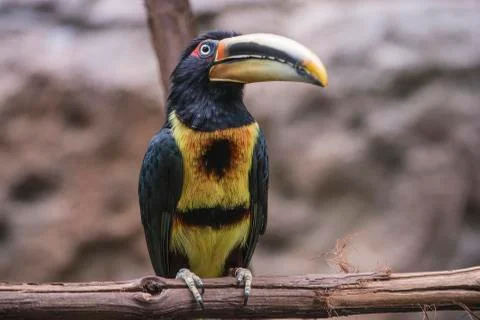Crested aracari Stock Photos