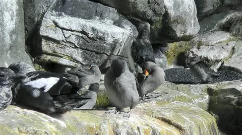Crested Auklet bird Stock Footage 10838156