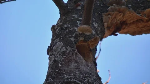 Crested Barbet 03 Stock Footage 78940528