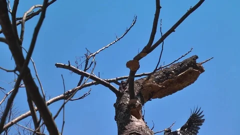 Crested Barbet flies in over camera Stock Footage 78990467