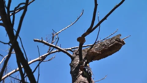 Crested Barbet flies in over camera Stock Footage 78991382