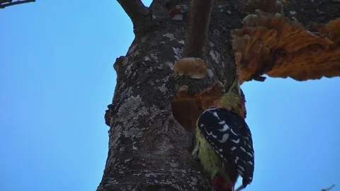 Crested Barbet Stock Footage 78939355
