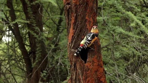 Crested Barbet Stock Footage 80441974