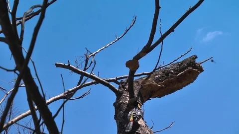 Crested Barbet hops up tree branch. Stock Footage 78990812