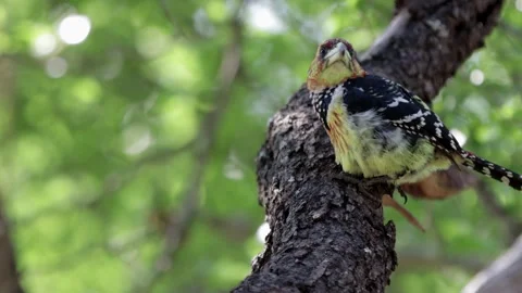 Crested barbet resting in tree Stock Footage 297558314