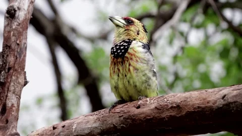 Crested barbet singing Stock Footage 297558437