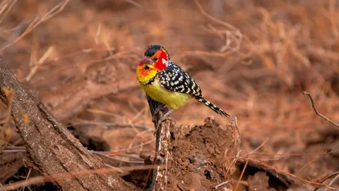 Crested barbet taking flight from dead wood in dry savanna Stock-Footage 341327810