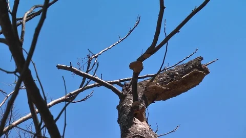 Crested Barbets change shift Vídeo Stock 78989250