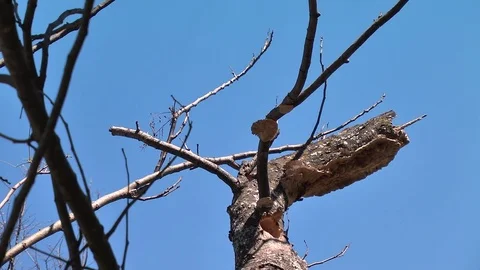 Crested Barbet's exchange Places Stock Footage 78991853