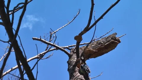 Crested Barbet's take turns Stock Footage 78991686