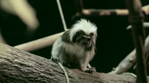 Crested bare-faced tamarin, Saguinus oedipus, the smallest primate Stock Footage 46323151