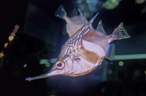 Crested bellowsfish Foto stock