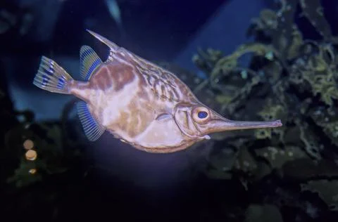 Crested bellowsfish Stock-Fotos