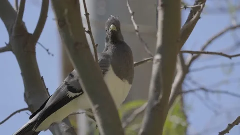 Crested bird hops up branch slow motion Stock Footage 236582581
