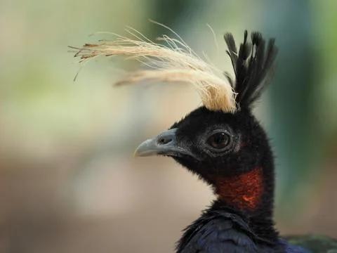 Crested bird. Stock Photos