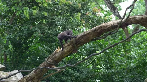 Crested Black Macaque are sitting on a branch and gnawing a bark of tree in the Stock Footage 83339162
