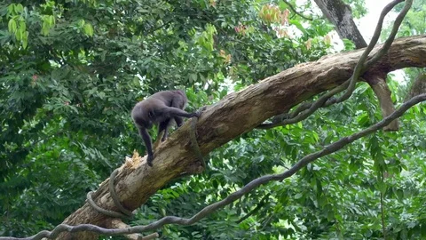 Crested Black Macaque are sitting on a branch and gnawing a bark of tree in the Stock Footage 84583930