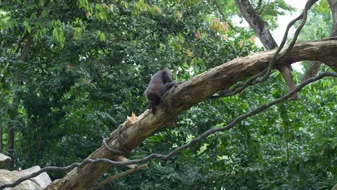 Crested Black Macaque are sitting on a branch and gnawing a bark of tree in the Stock Footage 102639043