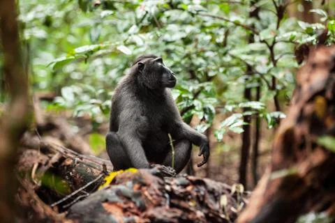 Crested black macaque is checking the surroundings, Tangkoko National Park Stock Photos