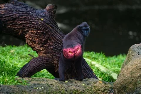 Crested Black Macaque (Macaca nigra) Stock Photos